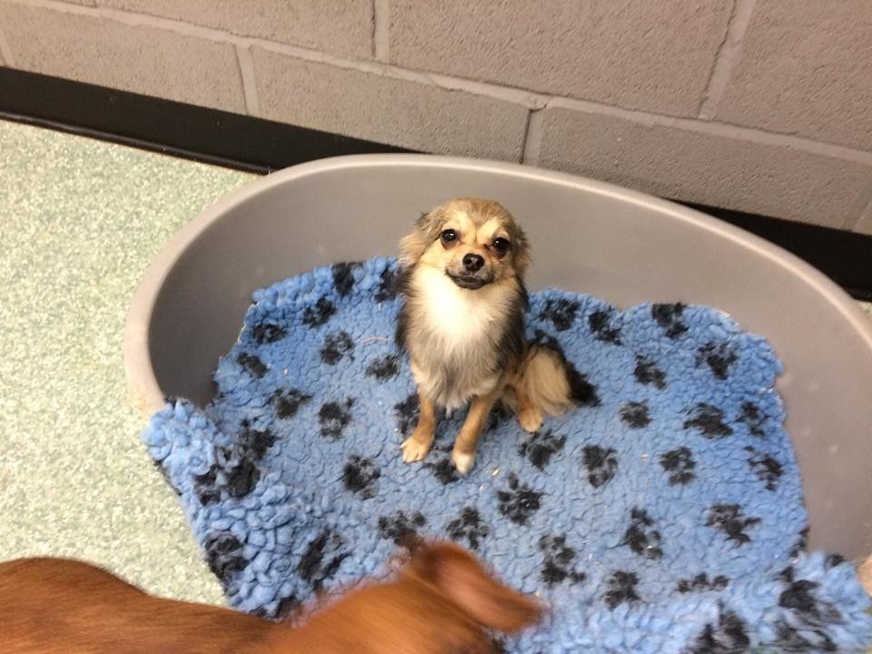 Dogs at our day care