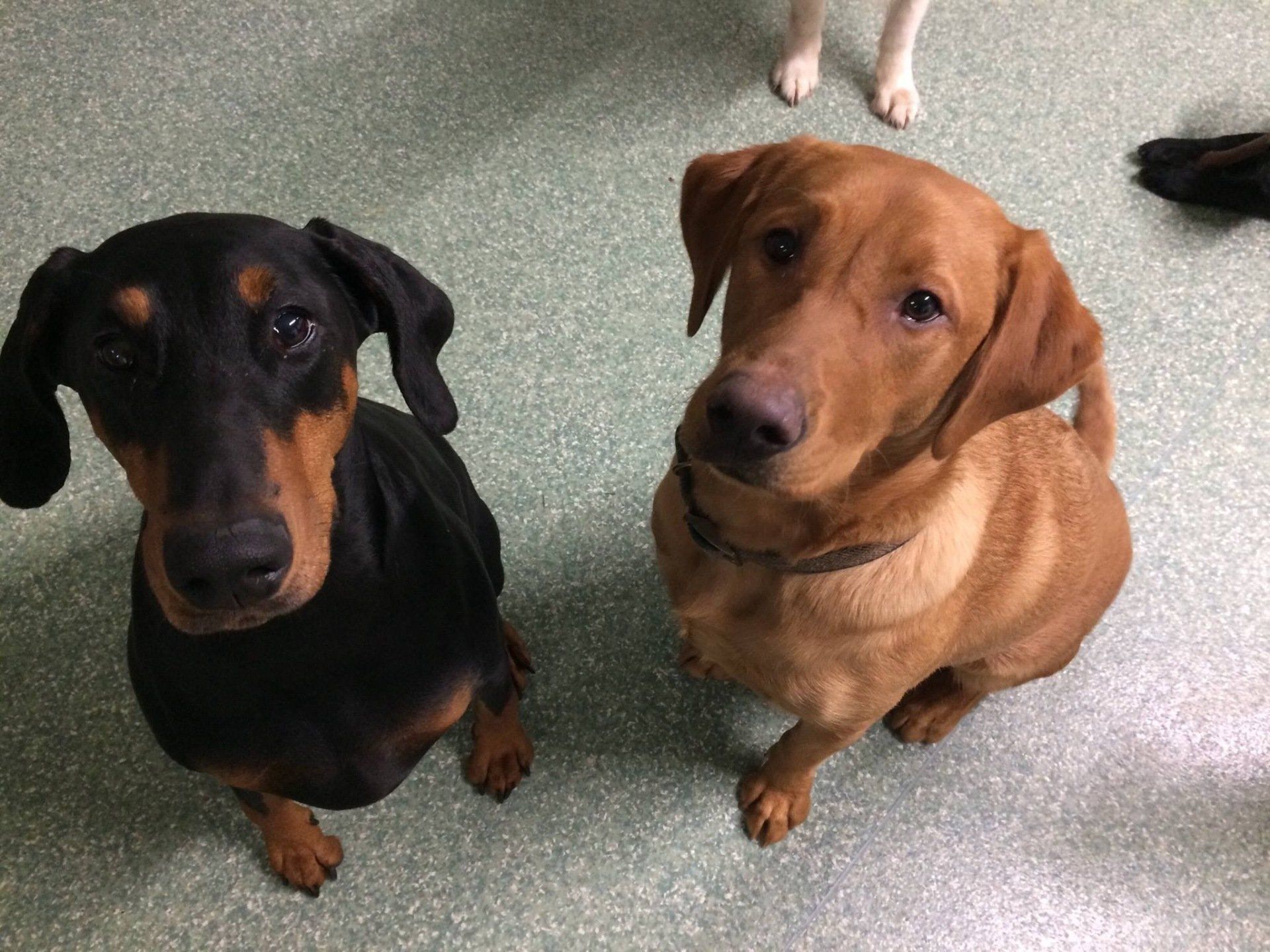 Dogs at our day care