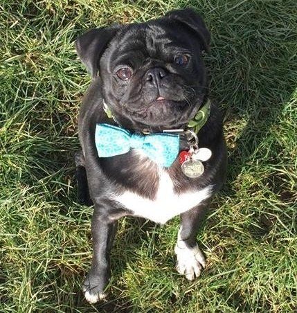 Dogs at our day care