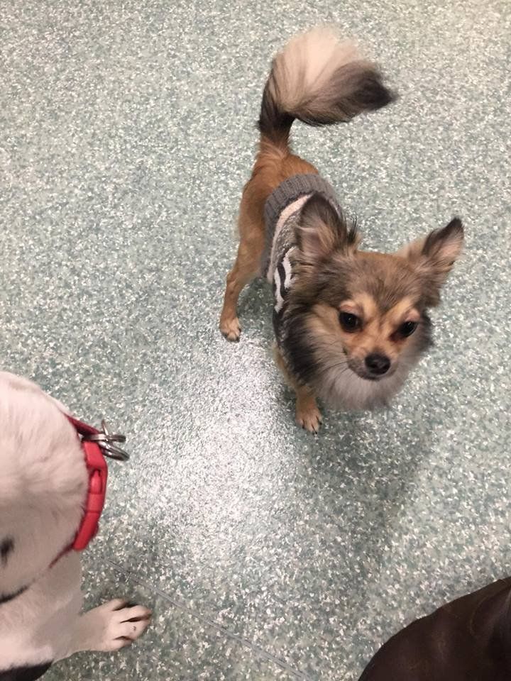 Dogs at our day care