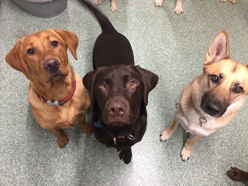 Dogs at our day care
