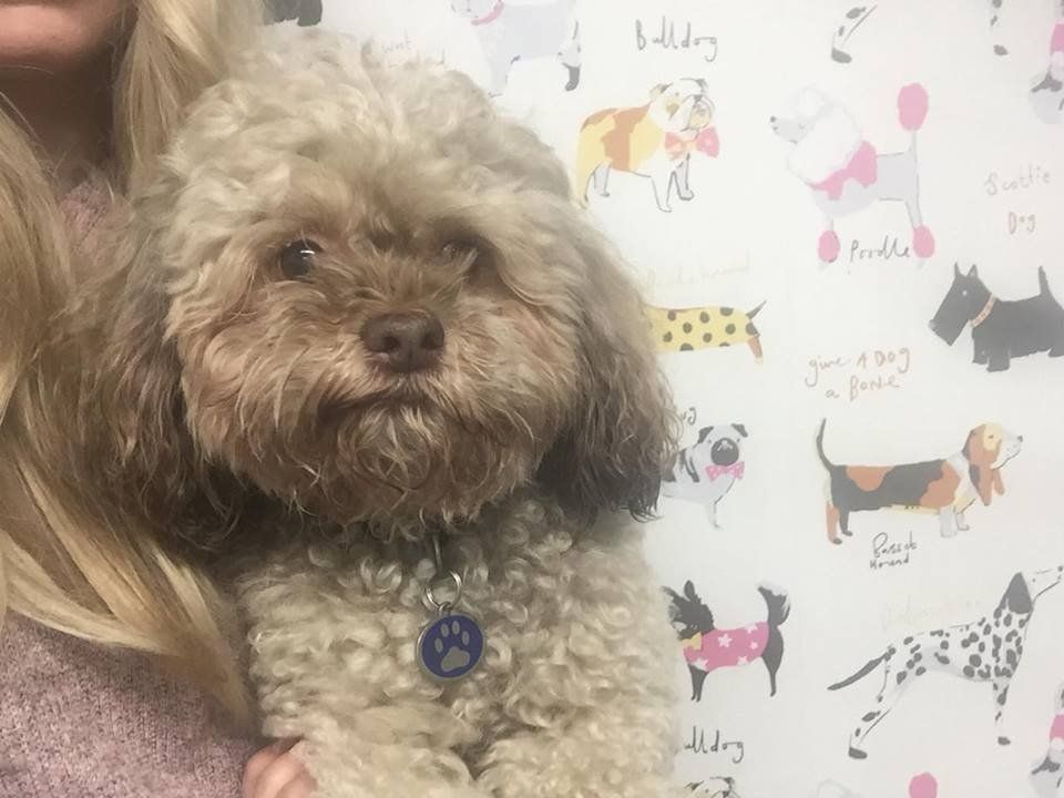 Dogs at our day care