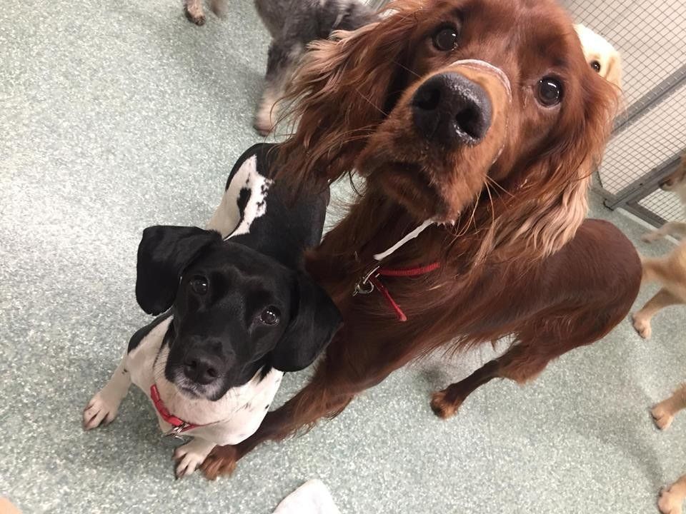 Dogs at our day care