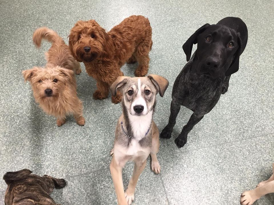 Dogs at our day care