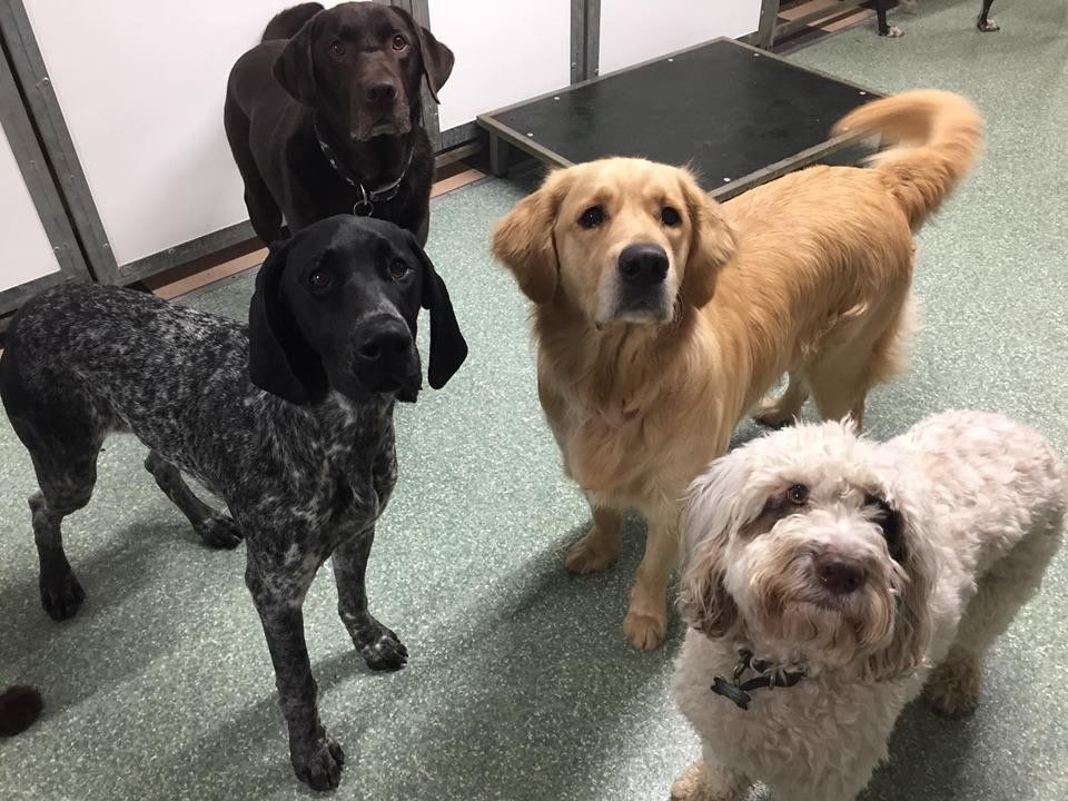 Dogs at our day care
