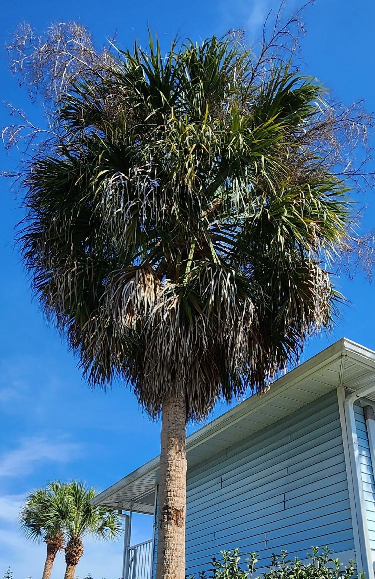 Palm Tree Trimming Wesley Chapel