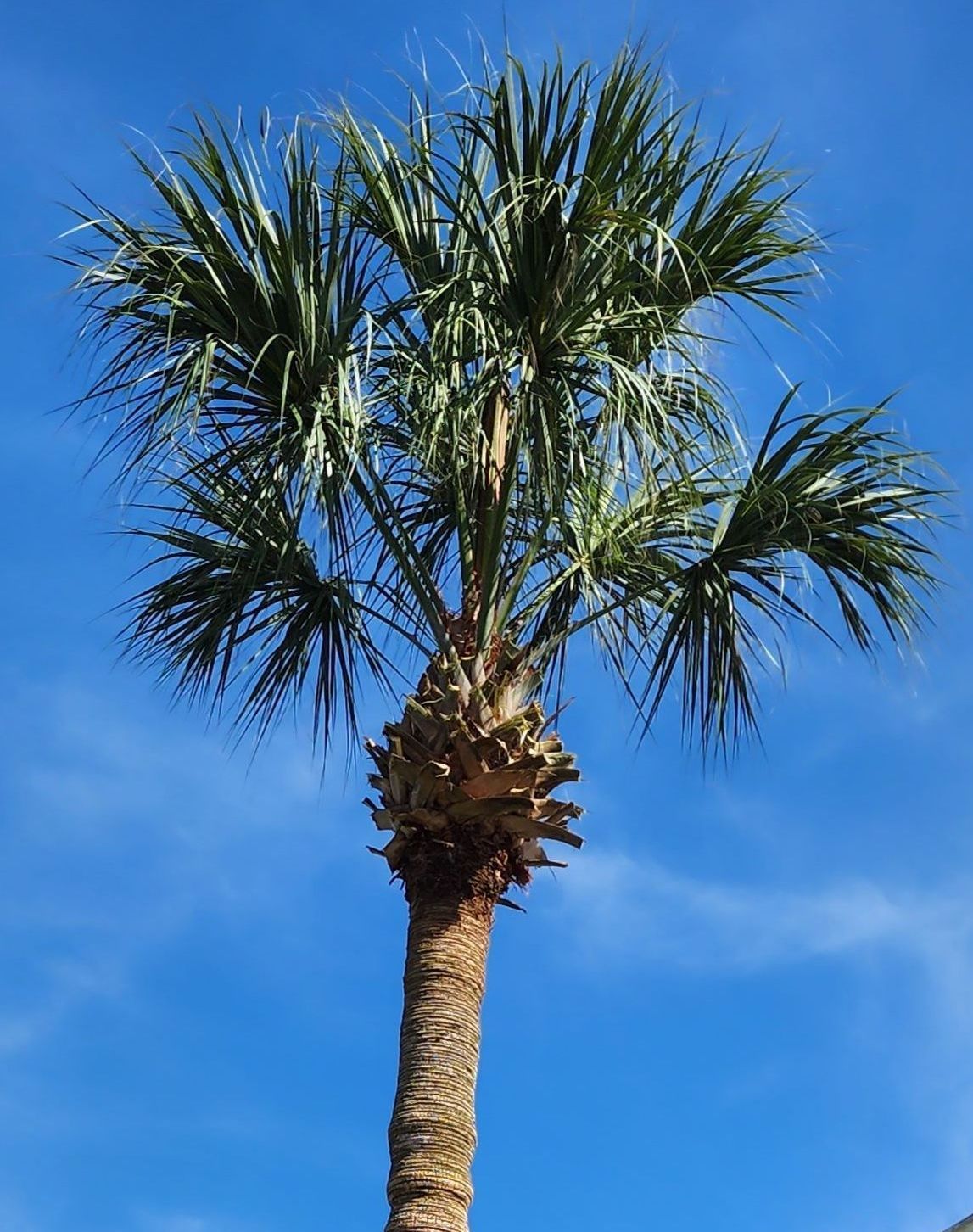 Palm Tree Trimming