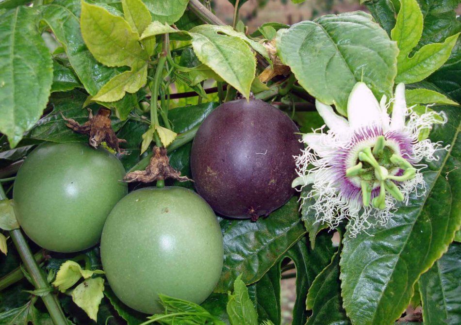 Fruit in Malaga