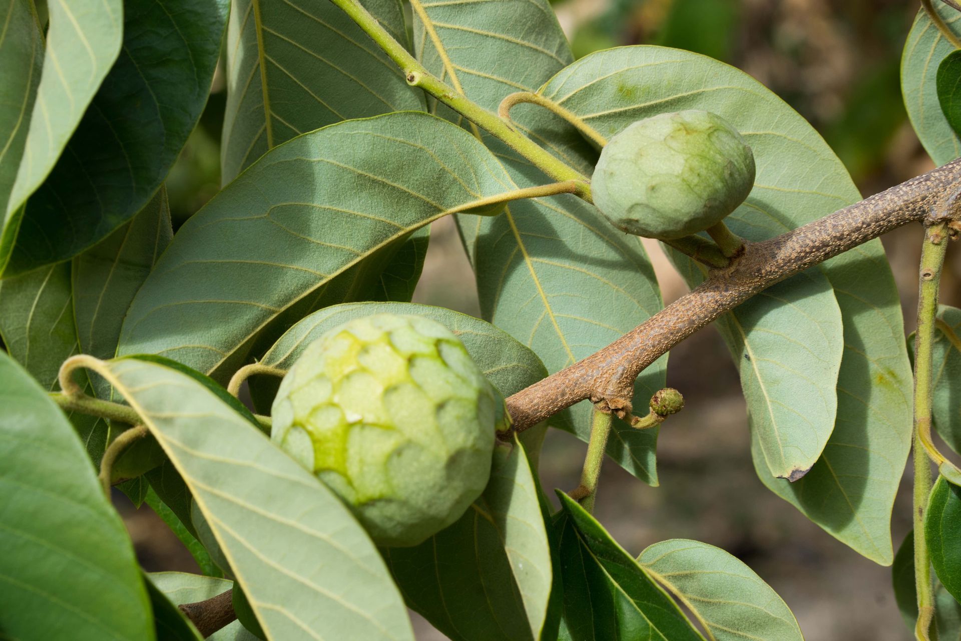 Fruit in Malaga