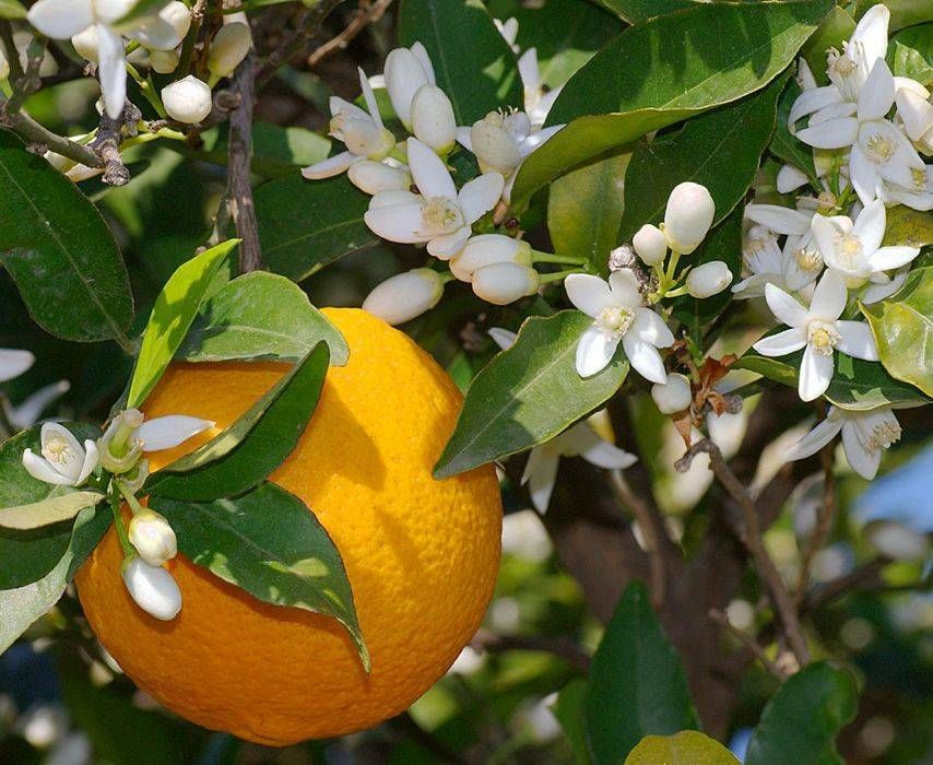 Fruit in Malaga