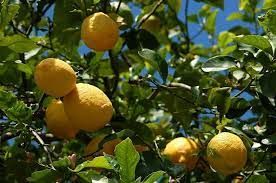Fruit in Malaga