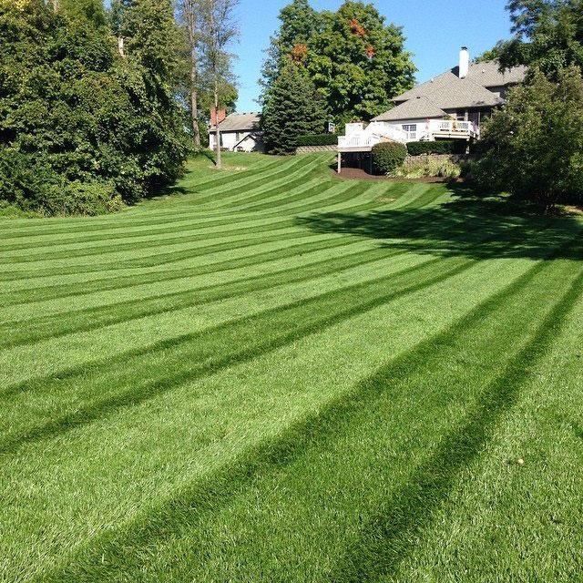 A lush green lawn with a clean, striped pattern leading toward a house and trees in the distance under a blue sky.