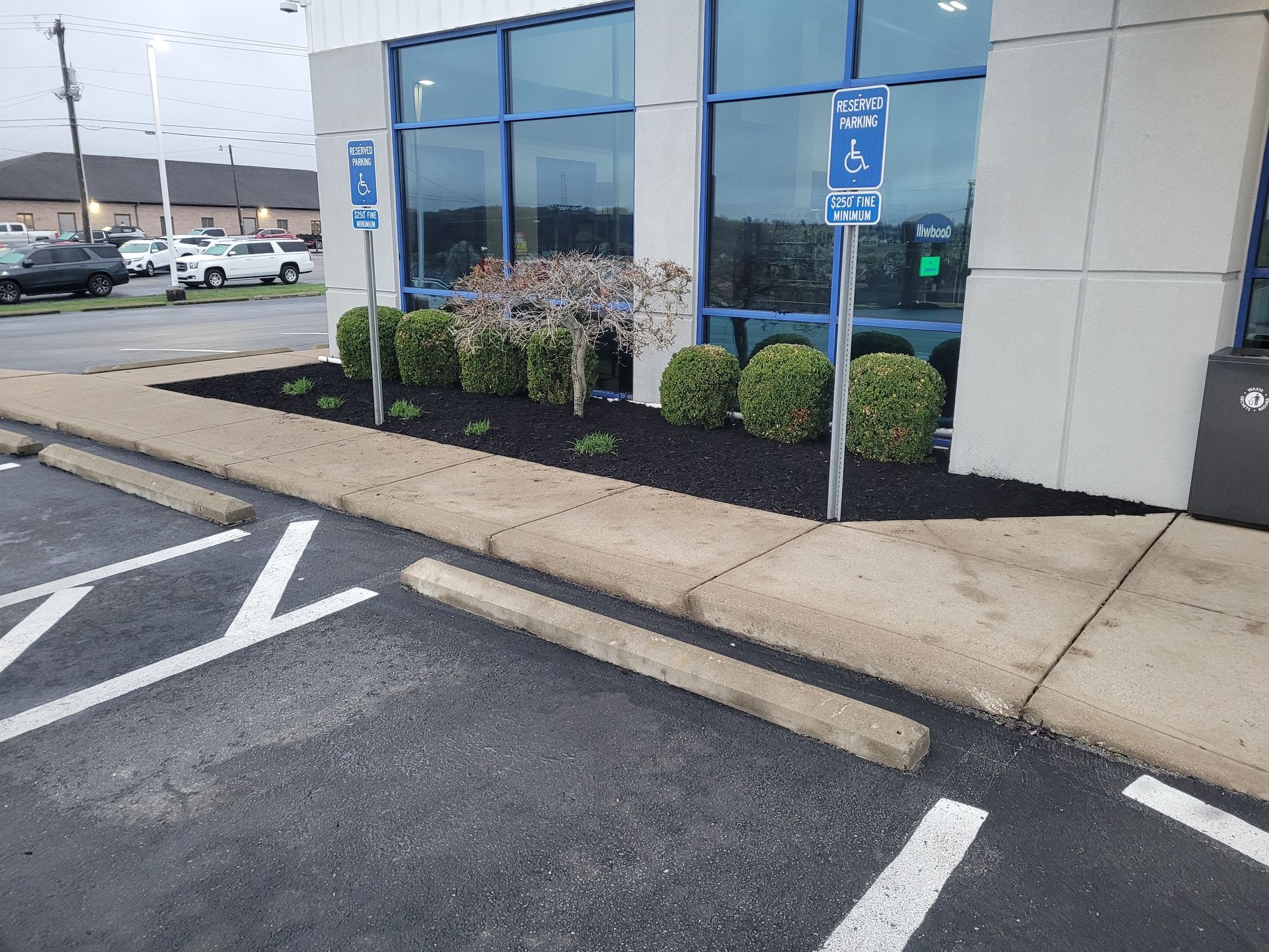 Two blue handicap parking signs stand in front of a building with a row of small shrubs and black mulch.