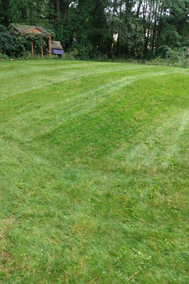 A mowed green lawn showing tire tracks and patterns from a lawnmower, with a small wooden garden structure in the back.