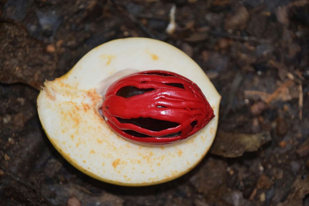 Nutmeg fruit, cut open, revealing a red mace covering the brown seed.