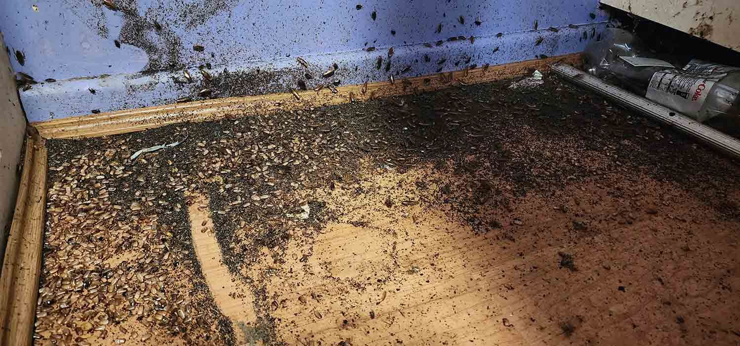 A Dirty Room With A Lot Of Bugs On The Floor — Dan's Pest Control in Woonona, NSW