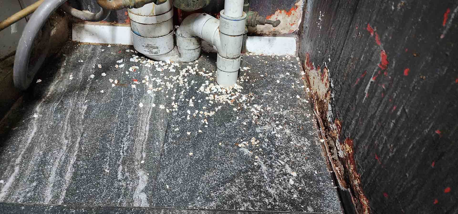 A Rat Is Laying On Its Back In A Cage — Dan's Pest Control in Woonona, NSW