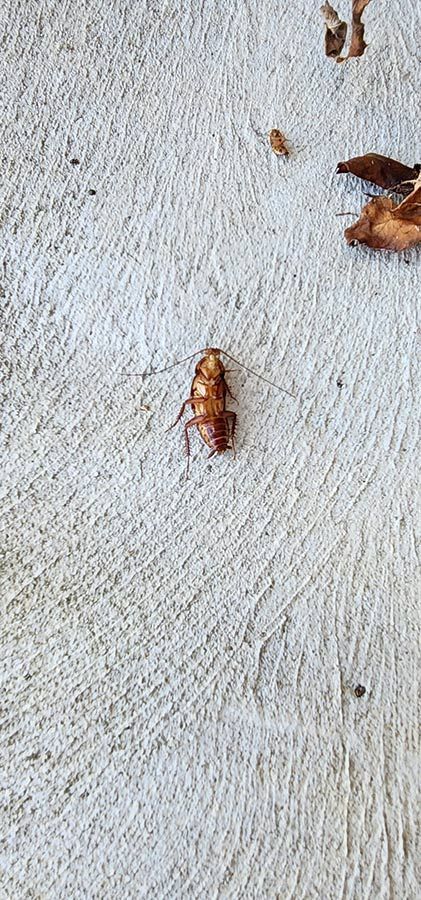 A Cockroach Is Sitting On A White Surface — Dan's Pest Control in Shellharbour, NSW