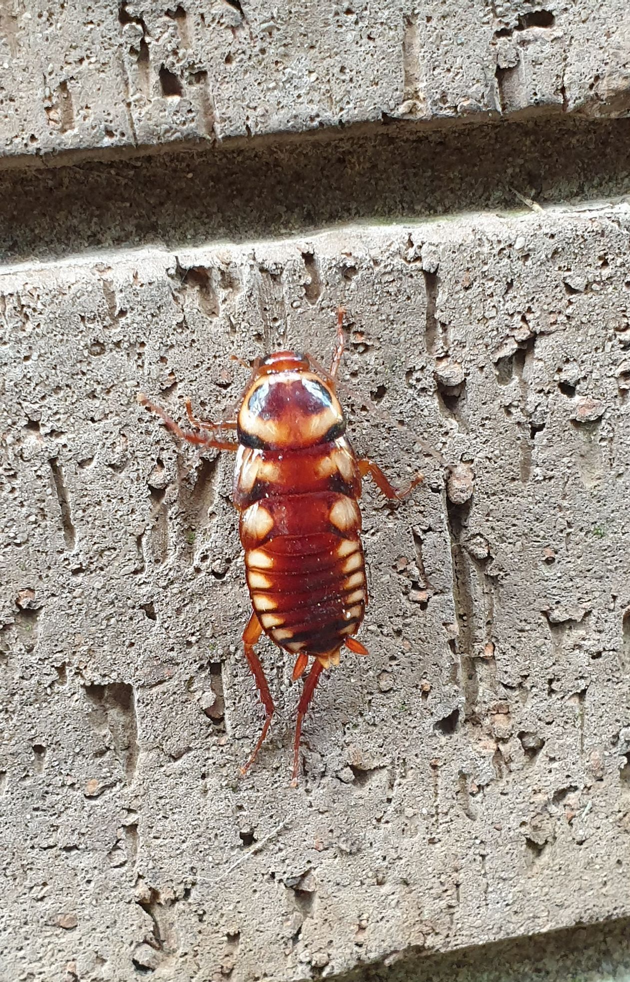 A Close up of a Cockroach on a Brick Wall — Dan’s Pest Control  in Woonona, NSW