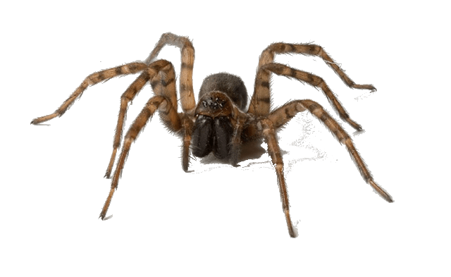A Close-up Of a Spider — Dan's Pest Control in Dapto, NSW