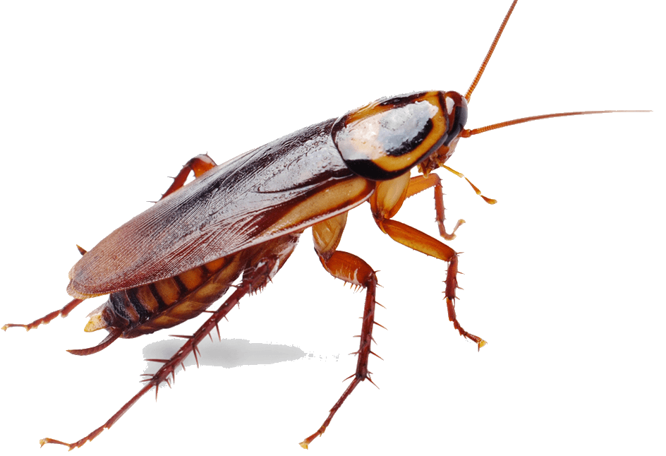 A Cockroach Is Crawling — Dan's Pest Control in Albion Park, NSW