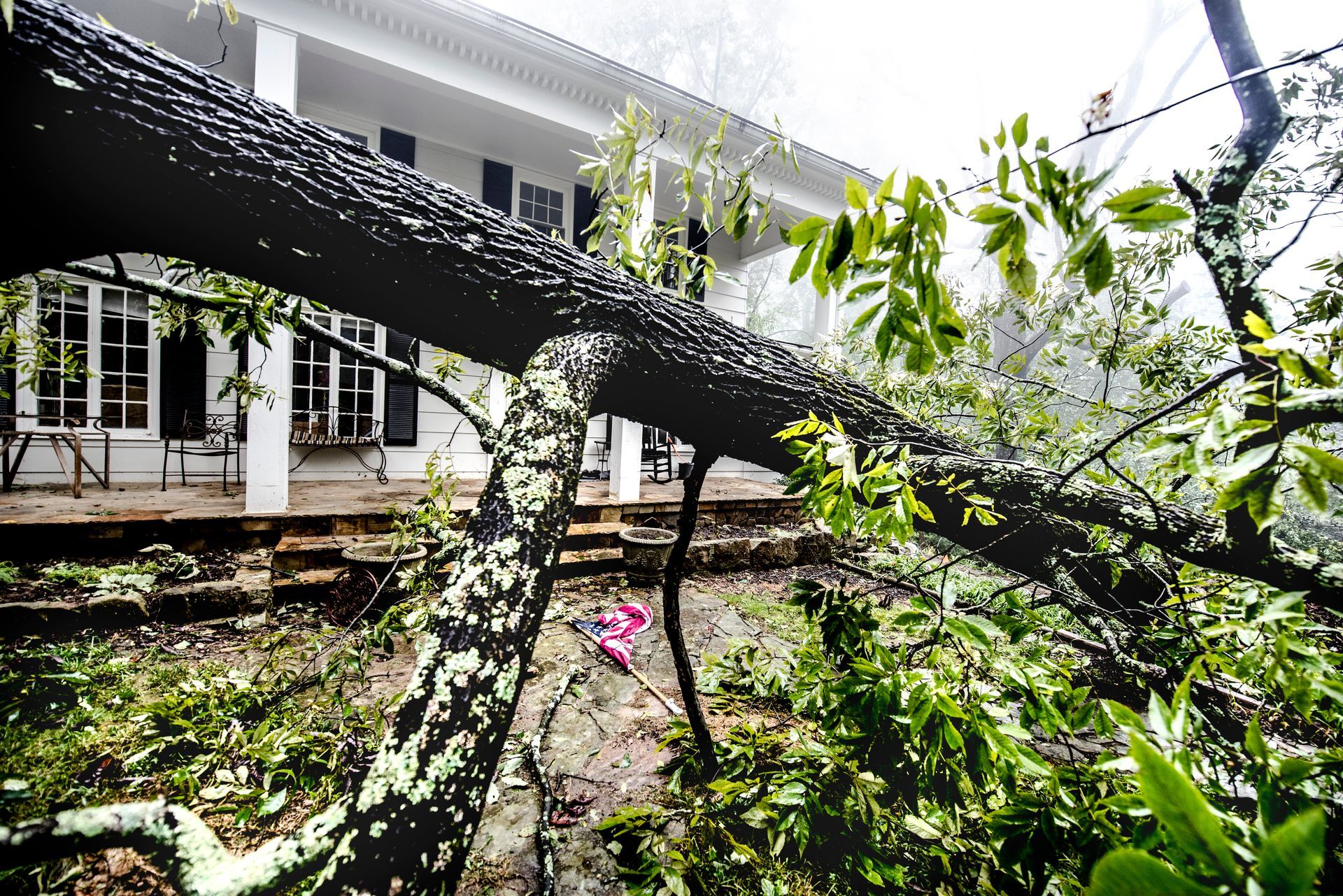 A tree that has fallen in front of a house