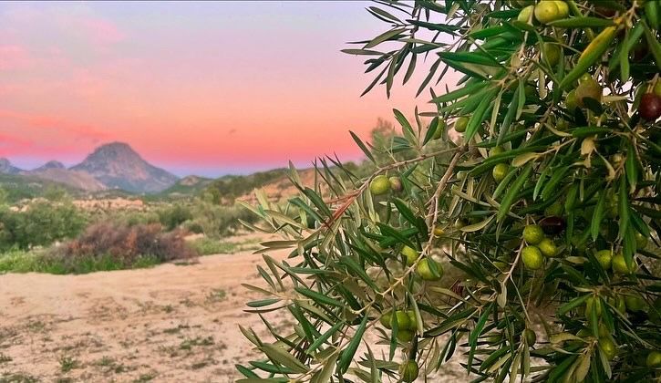 Olijfboomtak met olijven, uitzicht op de bergen bij een kleurrijke zonsondergang.
