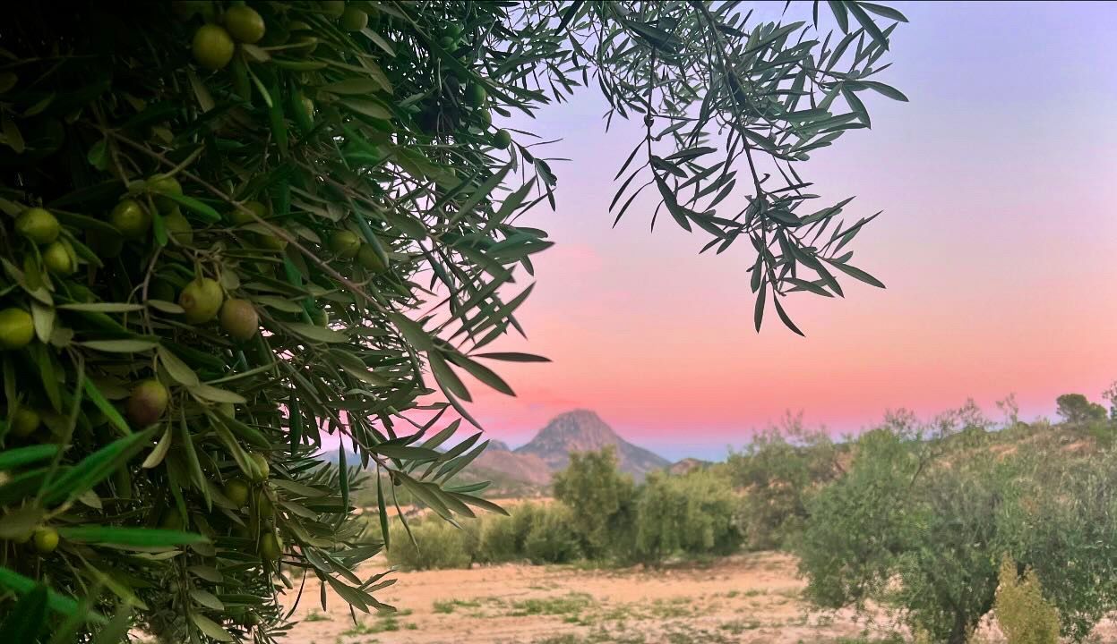De takken van een olijfboom omlijsten een kleurrijke zonsondergang boven een berglandschap in de verte.