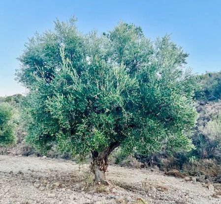 Olijfboom met weelderig groen blad, de stam in een droog, open veld. Helderblauwe lucht.