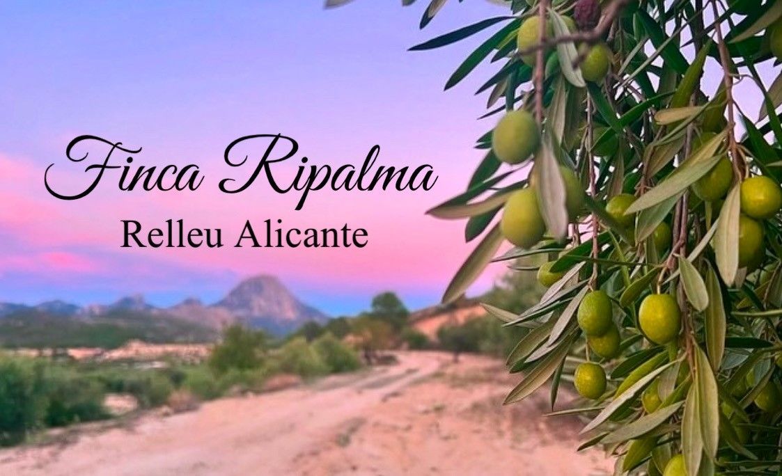 Finca Ripalma in Relleu Alicante, olijftak met groene olijven, schilderachtig landschap bij zonsondergang.