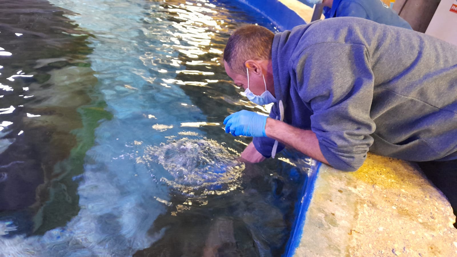 דיגום מי בריכת דגים