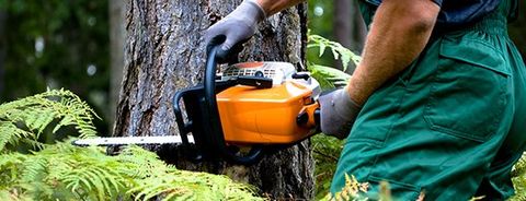 Tree Service Removal — Tree Care by Hudson & Sons Tree Service in Enon Valley, PA