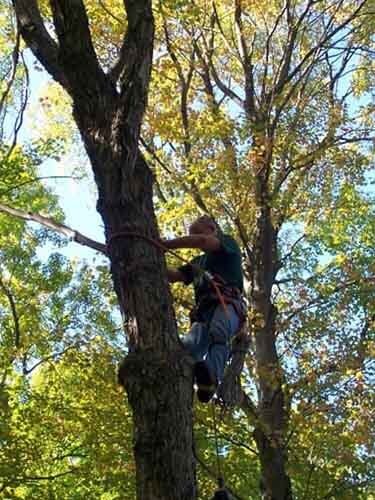 Gallery 3 — Tree Care by Hudson & Sons Tree Service in Enon Valley, PA