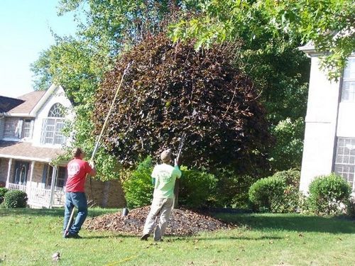 Gallery 4 — Tree Care by Hudson & Sons Tree Service in Enon Valley, PA