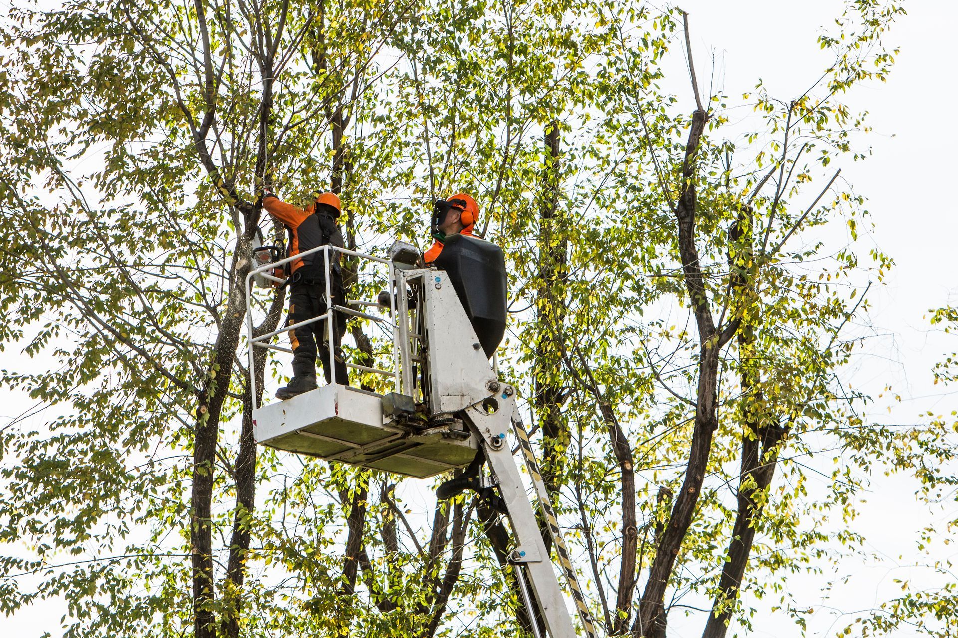 A man trimming a tree in a neighborhood for safety as part of emergency tree services. A man trimming a tree in a neighborhood for safety as part of emergency tree services.