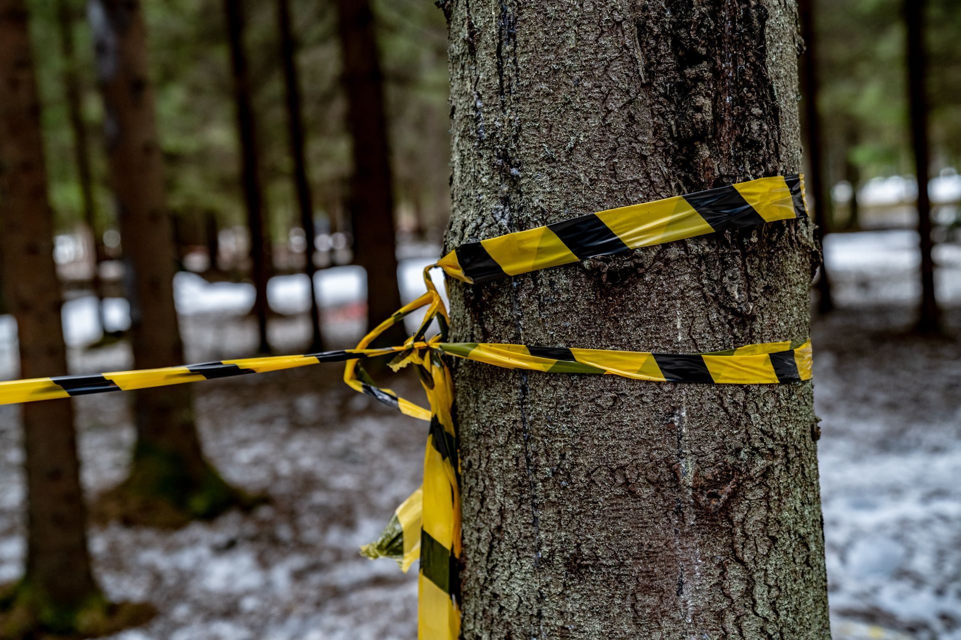 A tree wrapped in caution tape near a house, marked as a hazard needing emergency tree services. A tree wrapped in caution tape near a house, marked as a hazard needing emergency tree services.