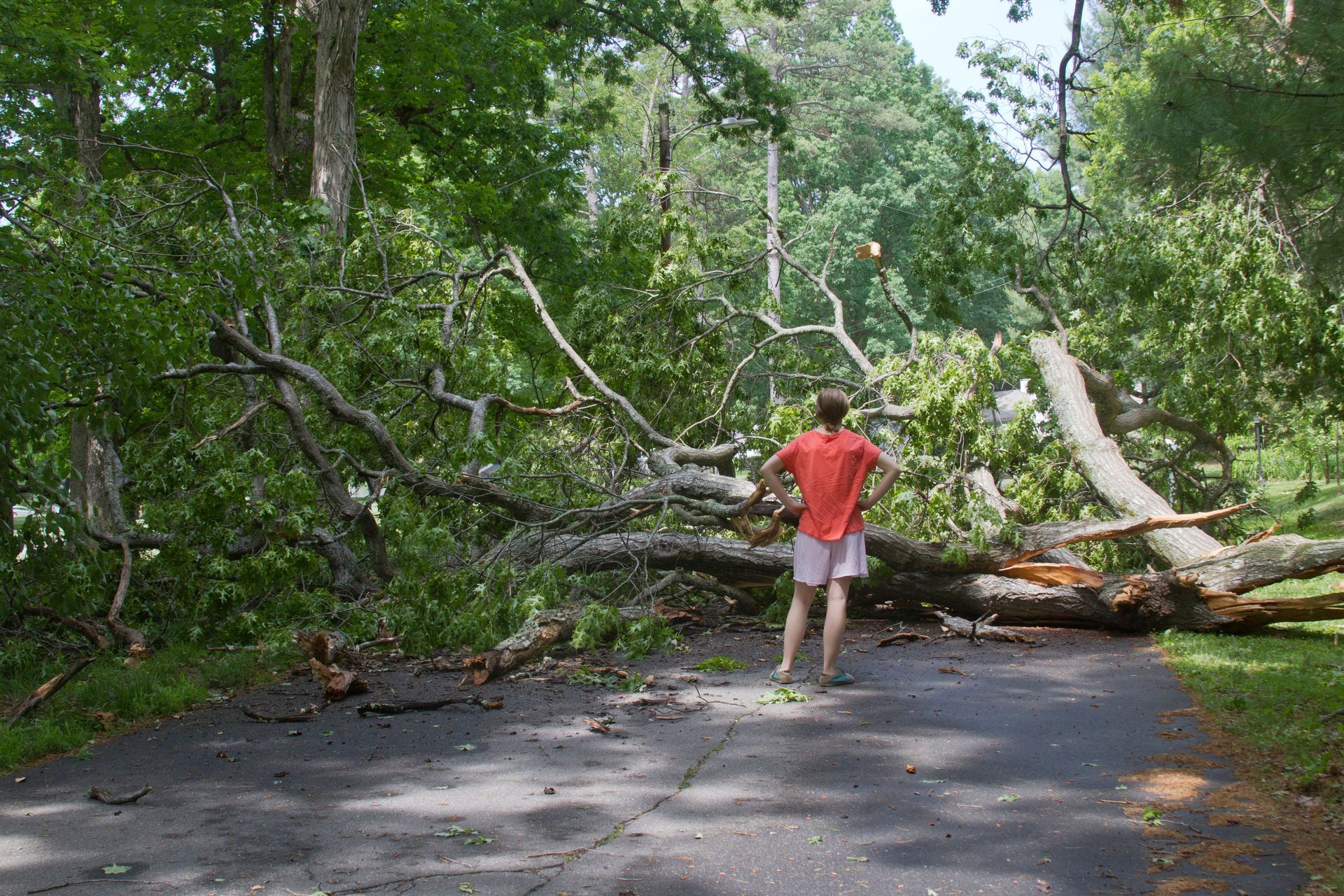 Tree Blocking the Road and Pedestrians. Tree Blocking the Road and Pedestrians.