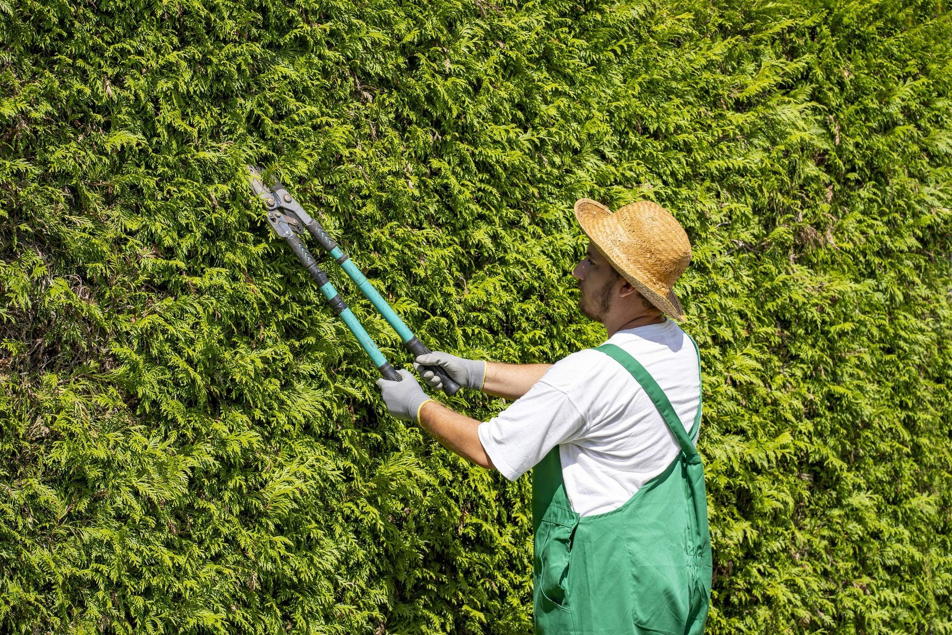 Male gardener wearing gloves pruning trees on a sunny summer day.