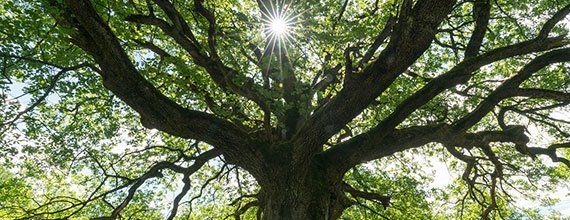 Oak Tree — Moon Township, PA — Hudson & Sons Tree Service