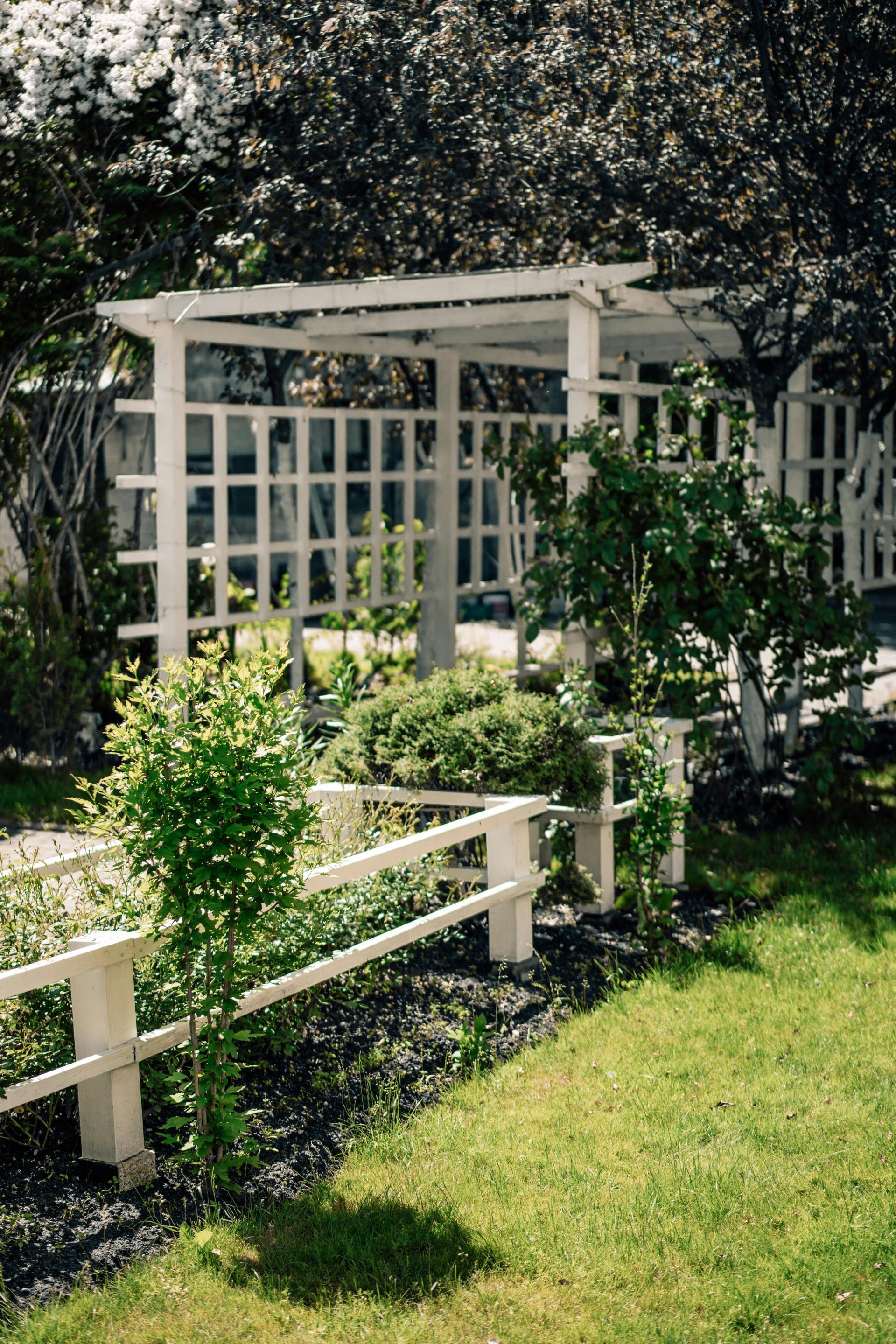 White garden pergola with trellis panels and lush green plants beside a manicured lawn.