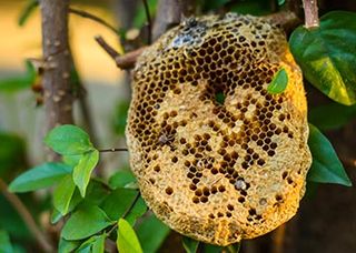 Bee Hive — Exterminator in Saint Cloud, FL