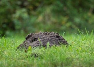 Damaged Lawn — Exterminator in Saint Cloud, FL