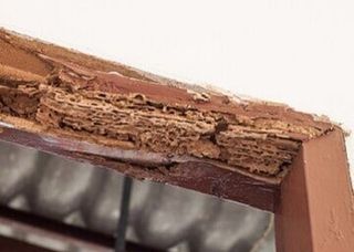 Timber Beam Damaged by Termites — Exterminator in Saint Cloud, FL