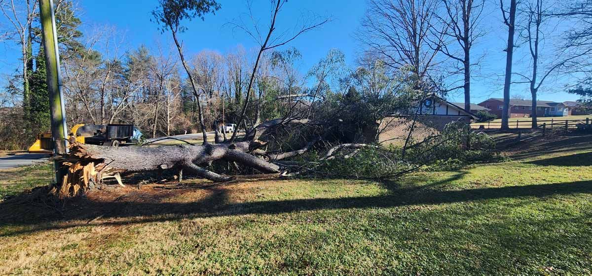 Large tree trunk lying on the ground surrounded by cut branches and debris, with a blue sky background.