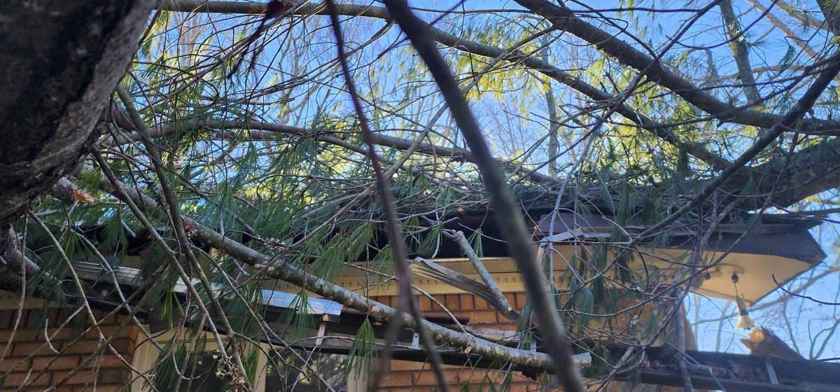 Branches obstruct a partial view of a building under a blue sky.
