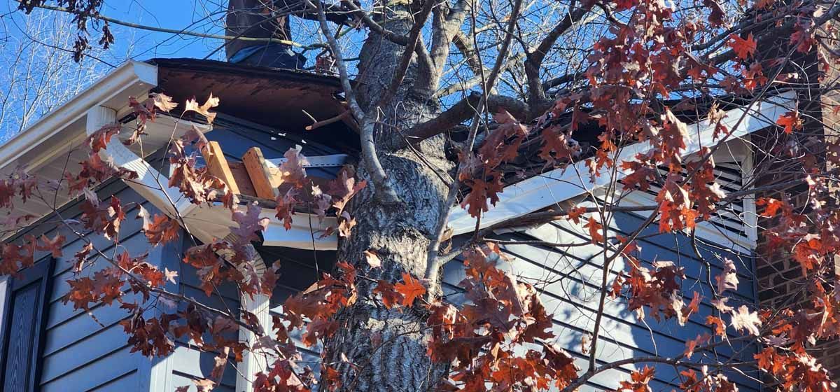 A tree has damaged a house's gutter. The leaves are a rust color, with a blue sky background.