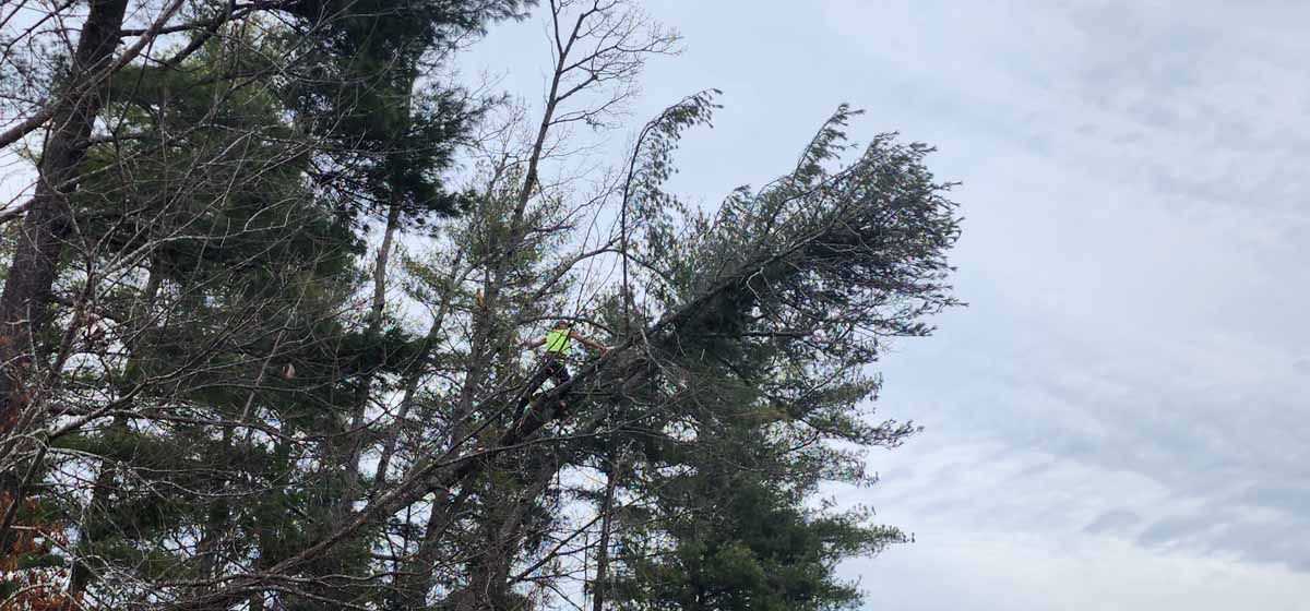 A person in a green uniform is working in a tall tree, against a cloudy sky.