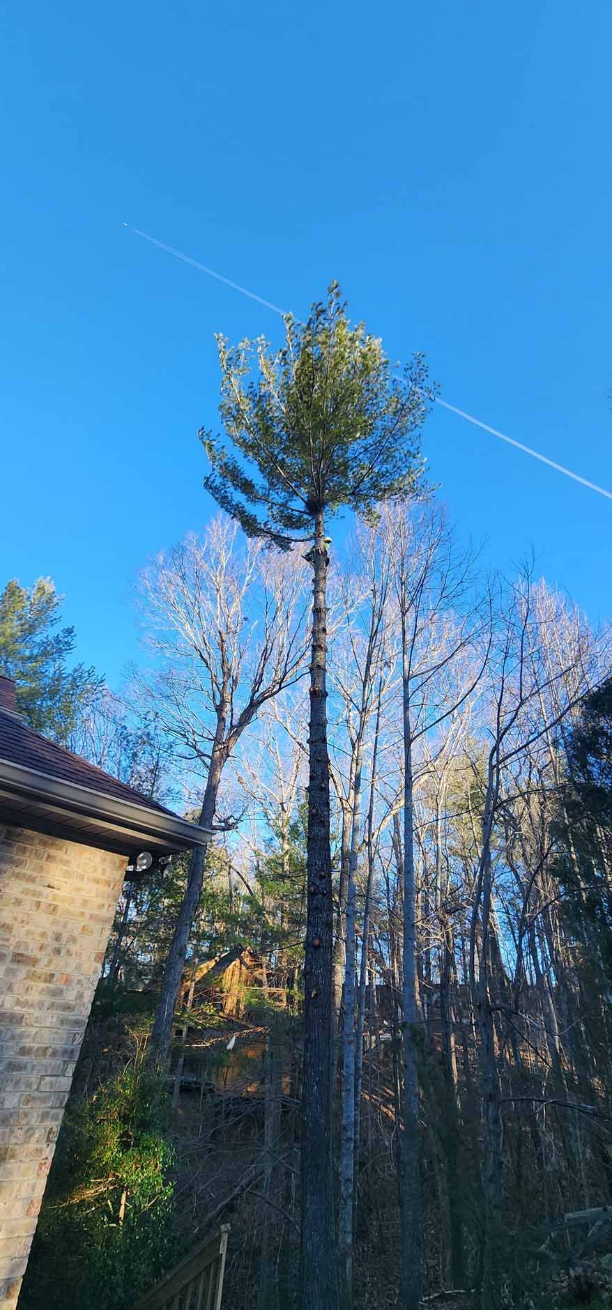 Cell tower disguised as a tall tree, blue sky background.