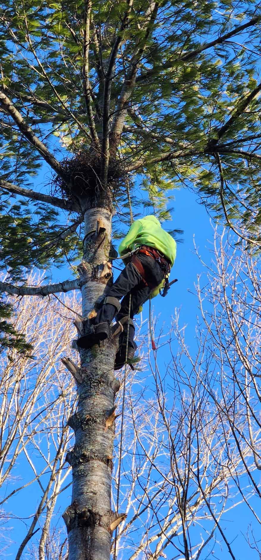A person in safety gear climbs a tall tree with a large nest. The sky is blue.