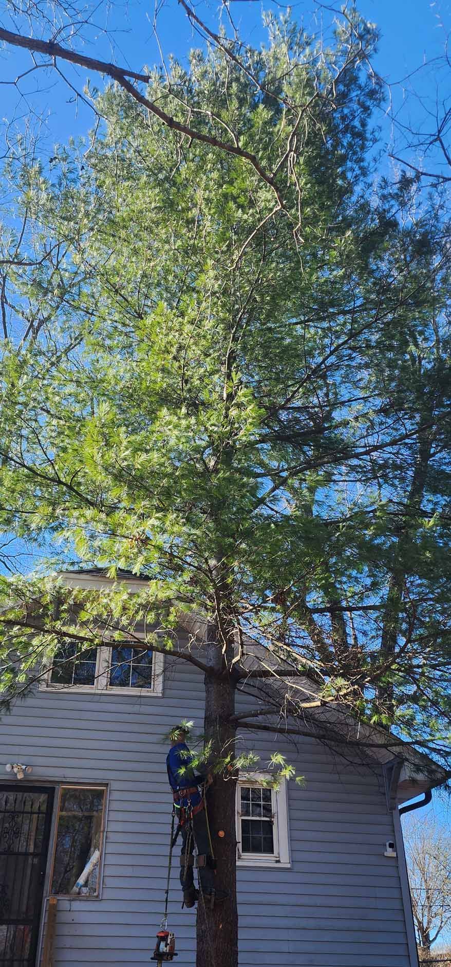 A tree trimmer on a tall tree next to a gray house with a blue sky background.